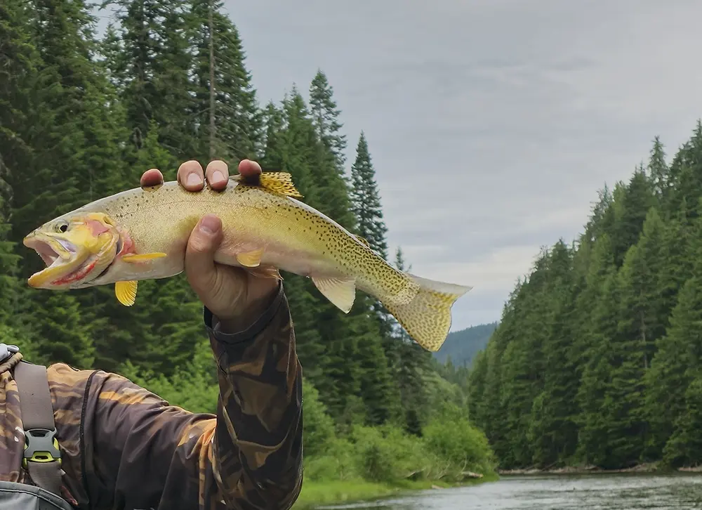 Salmonflies were hooking West Slope Cutthroats on this day.