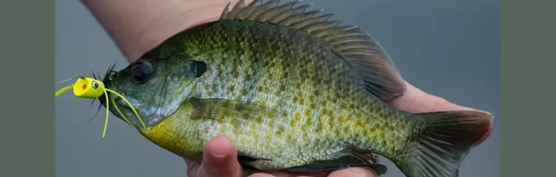 Fly Fishing for Panfish with our guide. Explore gear, techniques, prime locations and avoid common mistakes.