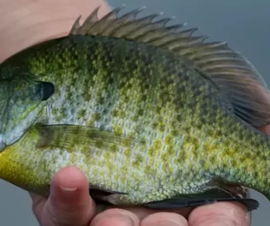 Fly Fishing for Panfish with our guide. Explore gear, techniques, prime locations and avoid common mistakes.