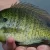 Fly Fishing for Panfish with our guide. Explore gear, techniques, prime locations and avoid common mistakes.