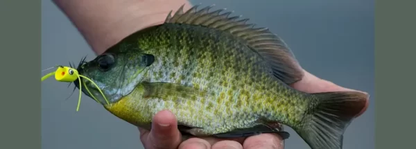 Fly Fishing for Panfish with our guide. Explore gear, techniques, prime locations and avoid common mistakes.