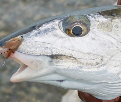 Top 25 Bonefish fly patterns and learn the proven strategies for effectively fishing them, increasing your chances of success on the flats.