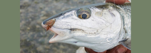 Top 25 Bonefish fly patterns and learn the proven strategies for effectively fishing them, increasing your chances of success on the flats.