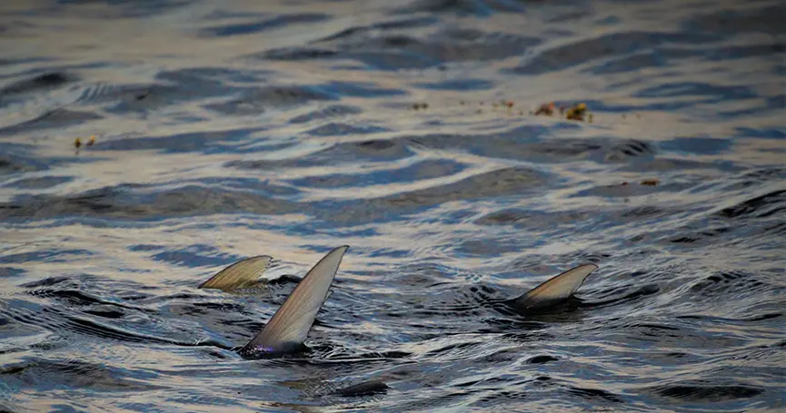 Tailing Bonefish