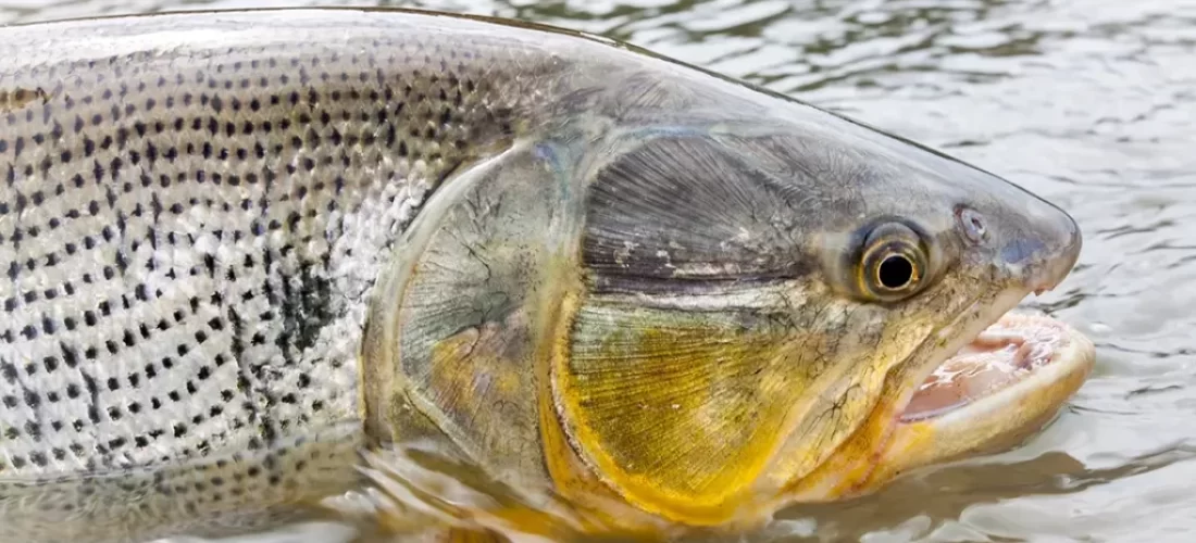 Golden Dorado fly fishing. Gear, flies, techniques, locations for unforgettable fly fishing adventure targeting these river tigers. Saltwater on the Fly.