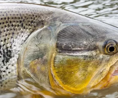 Golden Dorado fly fishing. Gear, flies, techniques, locations for unforgettable fly fishing adventure targeting these river tigers. Saltwater on the Fly.