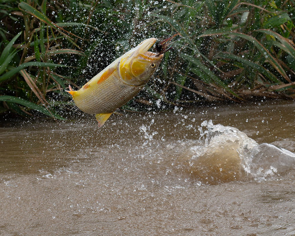 Dancing Golden Dorado