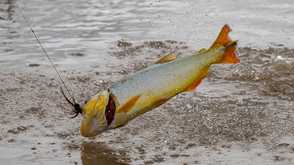 Golden Dorado Acrobatics 