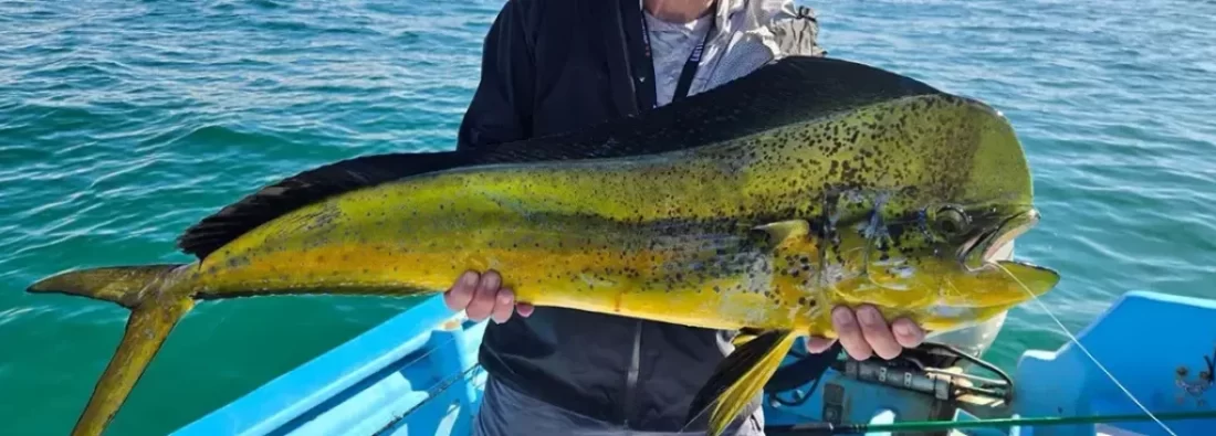 Mahi Mahi Fly Fishing, Saltwater on the Fly in California Mexico Baja