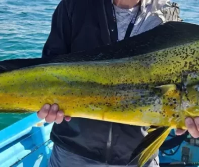 Mahi Mahi Fly Fishing, Saltwater on the Fly in California Mexico Baja