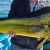 Mahi Mahi Fly Fishing, Saltwater on the Fly in California Mexico Baja