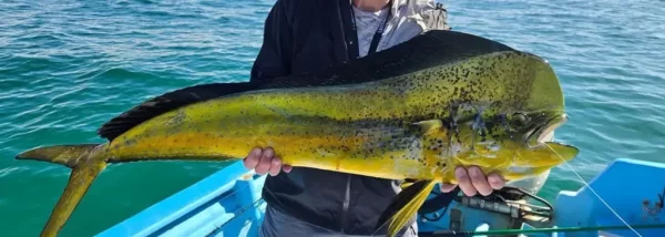 Mahi Mahi Fly Fishing, Saltwater on the Fly in California Mexico Baja