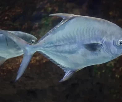 Top 20 Permit Flies, at Saltwater on the Fly.