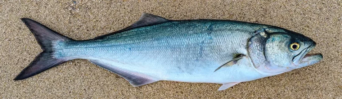 Bluefish Fly Fishing, Saltwater on the fly.