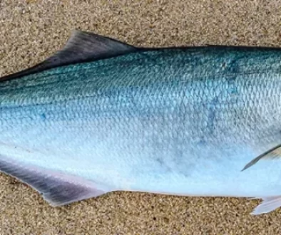 Bluefish Fly Fishing, Saltwater on the fly.