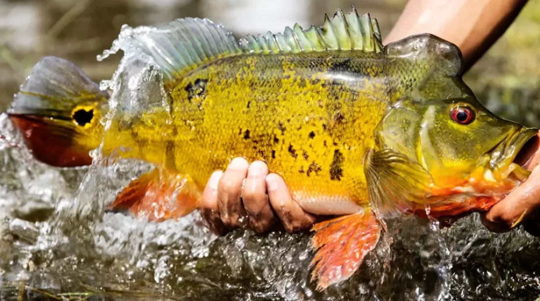 Peacock bass fly fishing with our comprehensive guide. Learn top techniques, gear tips, and prime destinations, fly tying tips, fly selection. Saltwater on the fly for the best in Saltwater fly fishing