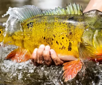 Peacock bass fly fishing with our comprehensive guide. Learn top techniques, gear tips, and prime destinations, fly tying tips, fly selection. Saltwater on the fly for the best in Saltwater fly fishing