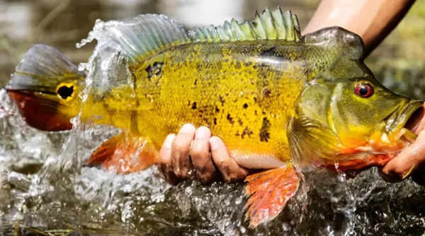 Peacock bass fly fishing with our comprehensive guide. Learn top techniques, gear tips, and prime destinations, fly tying tips, fly selection. Saltwater on the fly for the best in Saltwater fly fishing