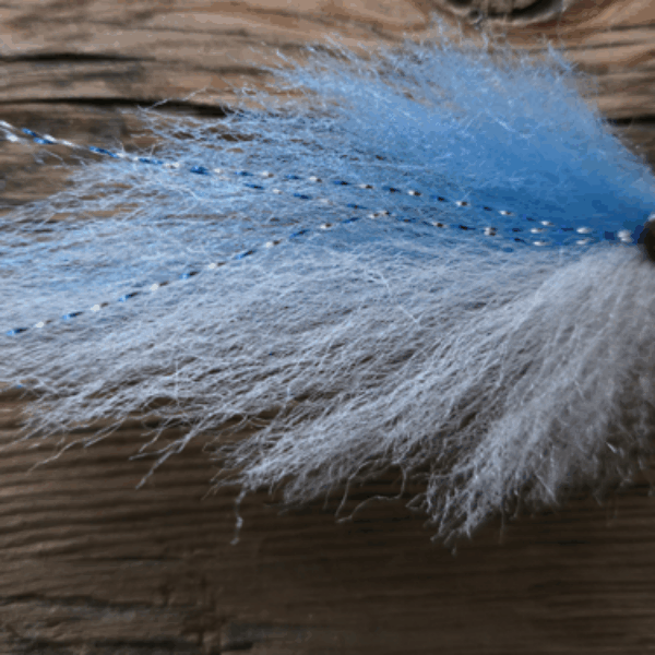 Blue-White Pelagic Forger Fish