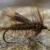 Skwala 1. 3 Most anglers think stonefly season ends in July. They're wrong. Skwala, Golden Stimulator, and Little Yellow Stone tying instructions — Montana's Classic Stonefly Bench Article 3.
