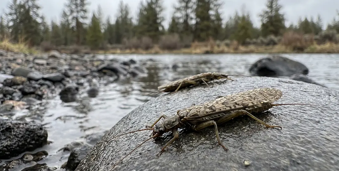 Salem to the Metolius to Maupin — rattlesnakes on the basalt and salmonflies in the willows. Deschutes Canyon Stone and Rogue River Stimulator tying instructions — Montana's Classic Stonefly Bench Article 4.