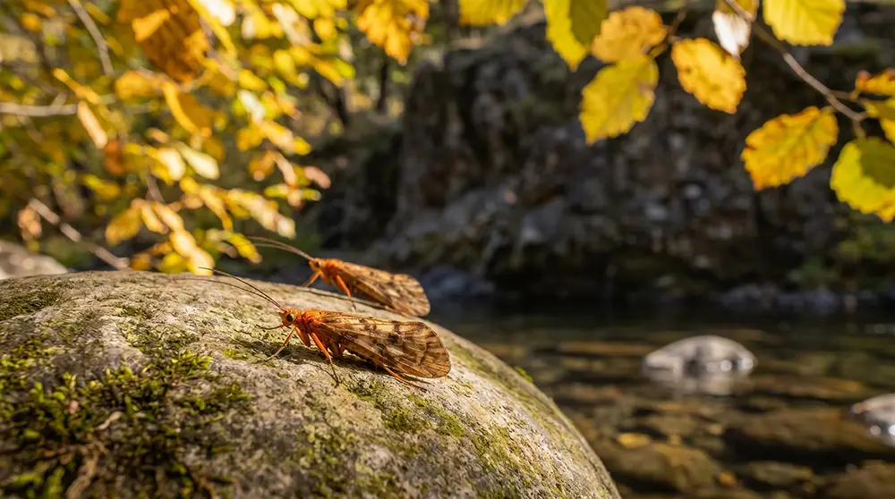 October Caddis