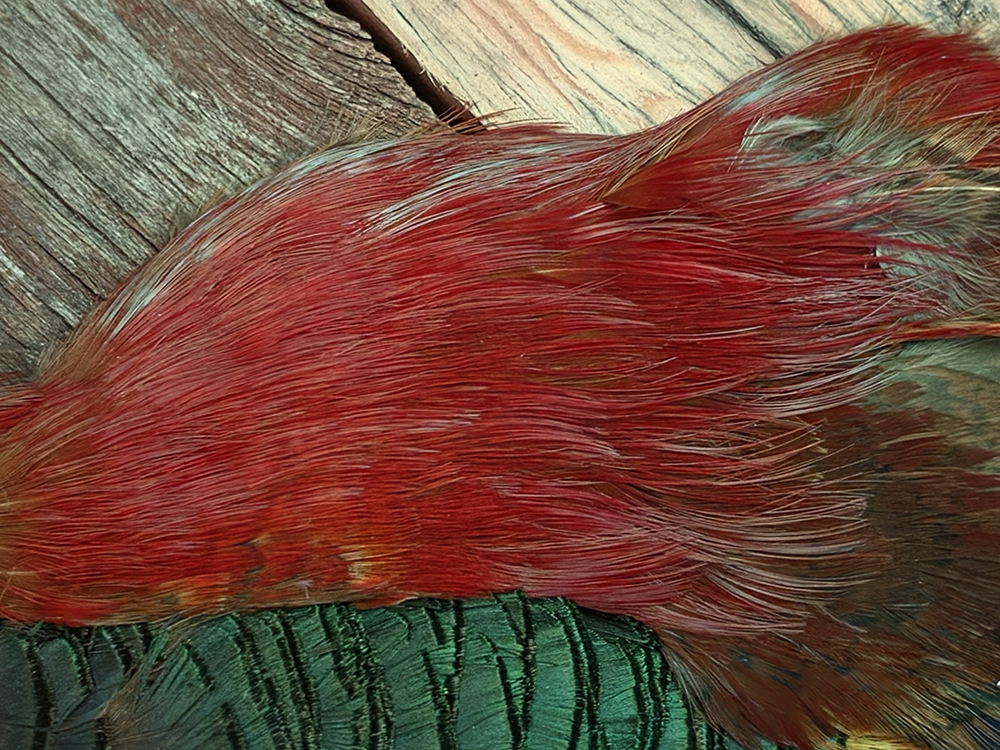 Golden Pheasant Flank